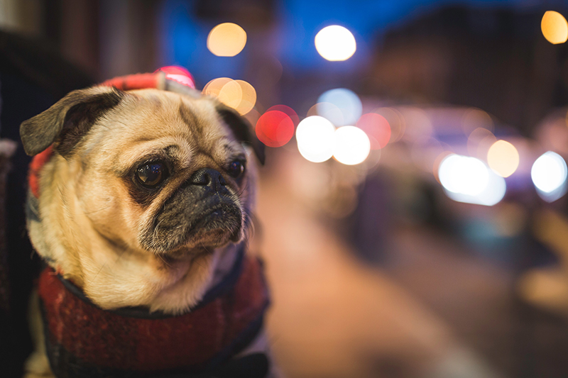Toronto Lights Festival