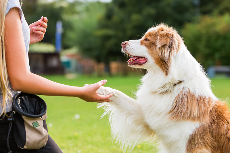 dog shaking paw